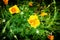 Wallpaper or background of yellow california poppy blossoms