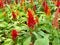 Wallpaper Celosia flowers come in many colors, resembling the cockscomb.