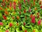 Wallpaper Celosia flowers come in many colors, resembling the cockscomb.