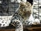 Wallpaper of closeup of wild leopard lying on a wooden board at the zoo, portrait of predator feline in a cage