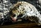 Wallpaper of closeup of wild leopard lying on a wooden board at the zoo, portrait of predator feline in a cage