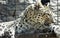 Wallpaper of closeup of wild leopard lying on a wooden board at the zoo, portrait of predator feline in a cage