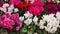 Wallpaper of colorful Cyclamen persicum flowers