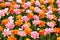 Wallpaper with colorful Dutch tulips
