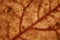 Wallpaper dried maple leaf