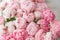 Wallpaper. Lovely flowers pink peonies . Floral compositions, daylight.