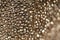 Wallpaper metallic granular phone.Shiny grainy texture.Beautiful background in bronze tones.wall texture