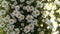 Wallpaper oxeye daisy flower field partly sunny and shady in detailed view