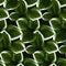 Wallpaper with tropical leaves, luxurious nature leaves, green philodendron leaf line design, hand-drawn contour fabric