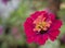 Wallpaper.  Wild flowers in the mountains of India