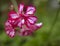 Wallpaper.  Wild flowers in the mountains of India