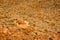 Walls of the canyon Gorges du Dades in Morocco.