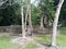 Walls and trees in Kohunlich Mayan ruins