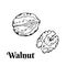 Walnut black and white silhouette, outline. Vector cartoon illustration of nut.