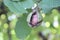 Walnut on branch with green leaves. Juglans regia fruit ripening on tree