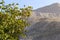 The walnut branches with foliage against the backdrop of the mountains.