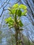 Walnut catkins