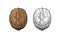 Walnut - a detailed illustration of thin lines. walnut - coloring book for food. Snacks - realistic linear drawing. nut