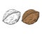 Walnut drawing hand contour, isolated, white background.