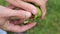 Walnut green hands