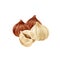 Walnut group watercolor illustration. Hand drawn peeled hazelnut pile. Peeled hazelnuts. Natural nut element. Forest