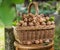 Walnut harvest. Walnuts in the basket