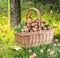 Walnut harvest. Walnuts in the basket on the green grass