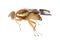 Walnut husk fly (Rhagoletis completa) it is quarantine species of tephritid or fruit flies whose larvae damage walnuts.