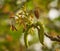 Walnut inflorescence