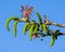 Walnut inflorescences on blue sky backgroun