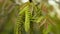 Walnut Juglans regia catkins flowers tree close-up macro detail blossom male spring green plant leaves leaf in garden