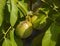 Walnut Juglans regia, Juglandaceae in a green shell on a tree branch