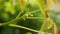 Walnut Juglans regia unripe small fruit green growth walnut shell pick raw flowers tree close-up macro detail spring