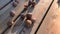 Walnut kernels and whole walnuts on wooden table.