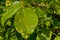 Walnut leaf mite galls - - Aceria erinea