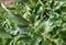 Walnut leaves with a walnut blister mite Eriophyes tristriatus