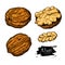 Walnut nuts vector hand drawn illustration. Artistic colorful sketch food objects