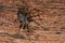 Walnut orb weaver (Nuctenea umbratica) on wood