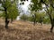 Walnut orchard in early autumn day