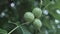 Walnut in the peel on branch. Green walnuts on the tree branch in garden. Walnuts on the branch.