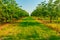 Walnut plantation in the light of the sun