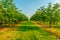 Walnut plantation in the light of the sun