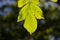 Walnut sheet in a botanical garden , macro, summer, tree