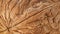 Walnut shell extreme macro as package design element collection. Texture closeup detail nut shell for your print