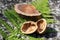 Walnut shells and the rest of the cut wood. Green fern on a granite stone. Nature background