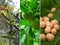 Walnut stages of growth, collage. Juglans regia in bloom in spring, full-sized green walnuts in summer and ripe inshell walnuts in