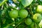 Walnut tree with big unripe nuts in green shell