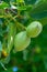 Walnut tree with big unripe nuts in green shell