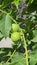 Walnut tree branch with unripe green nuts, close-up