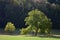 A walnut tree in Fischbachtal, Odenwald, Germany